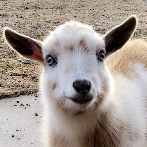 Meet your Posher, Jennica